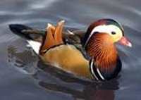 Duck Animal Totems